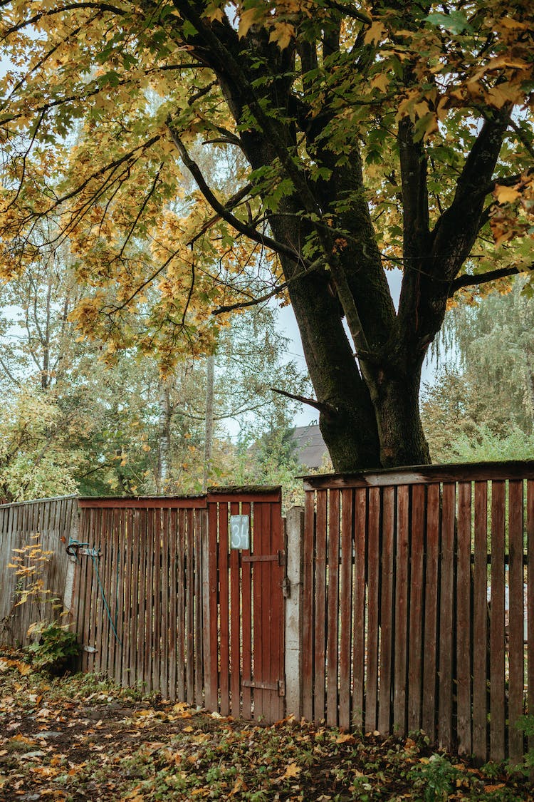 parque arbol otono caer