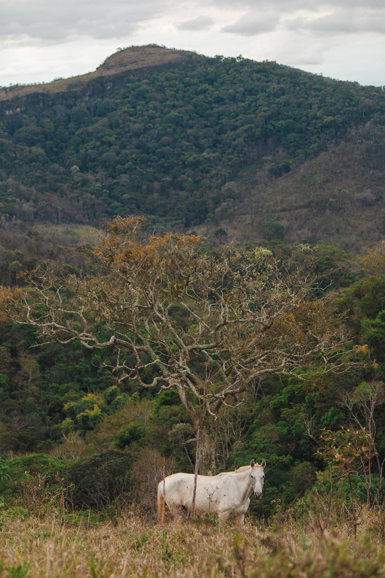 paisaje bosque arboles animal