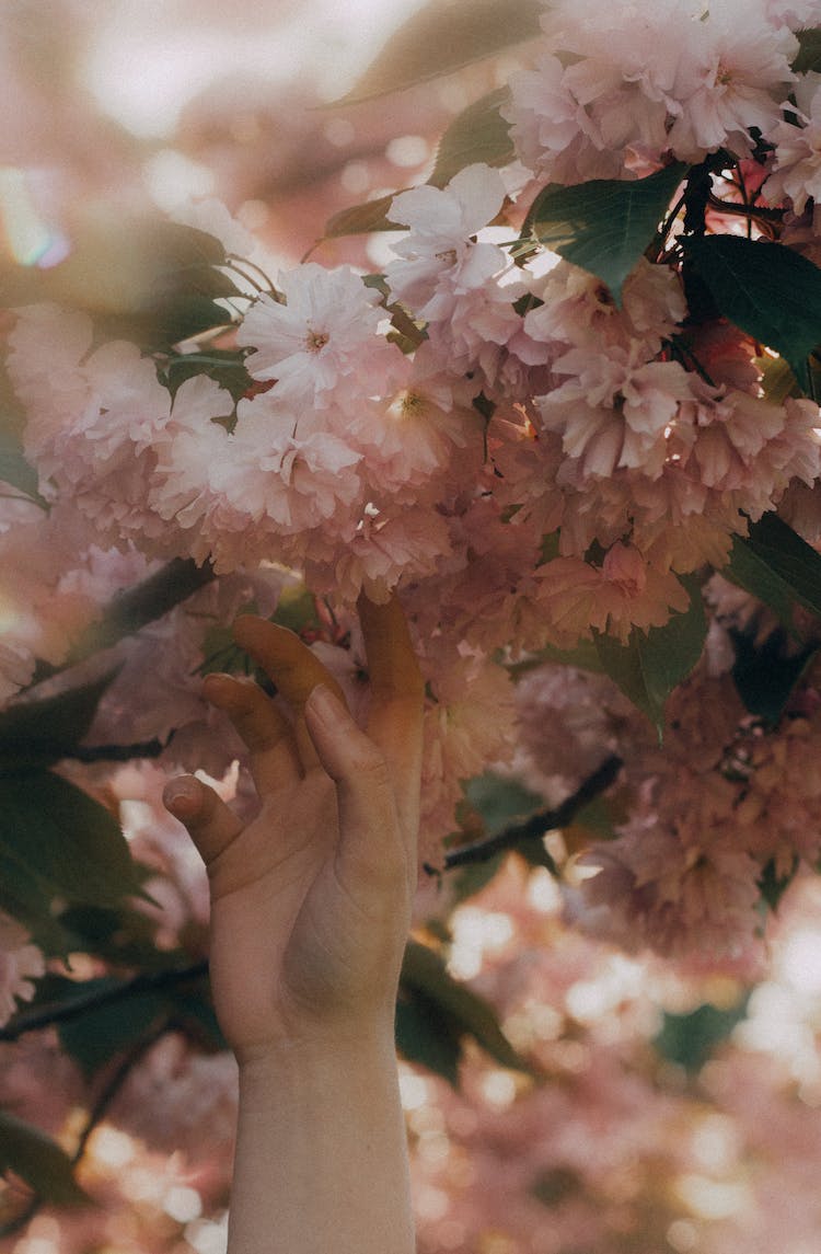 mujer mano flores primavera