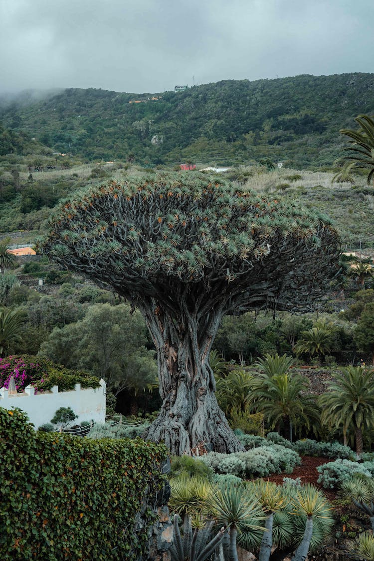 paisaje naturaleza verde crecimiento