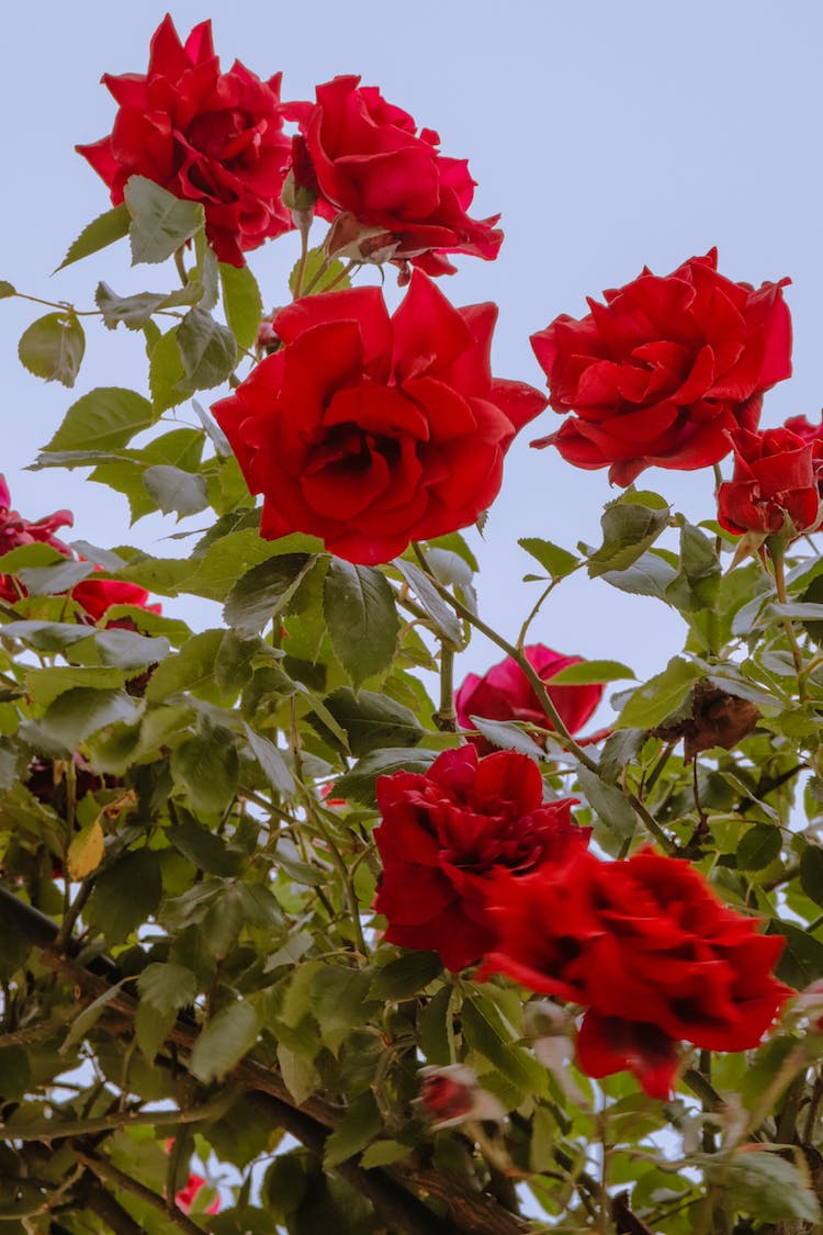 floracion flor flora flores rojas