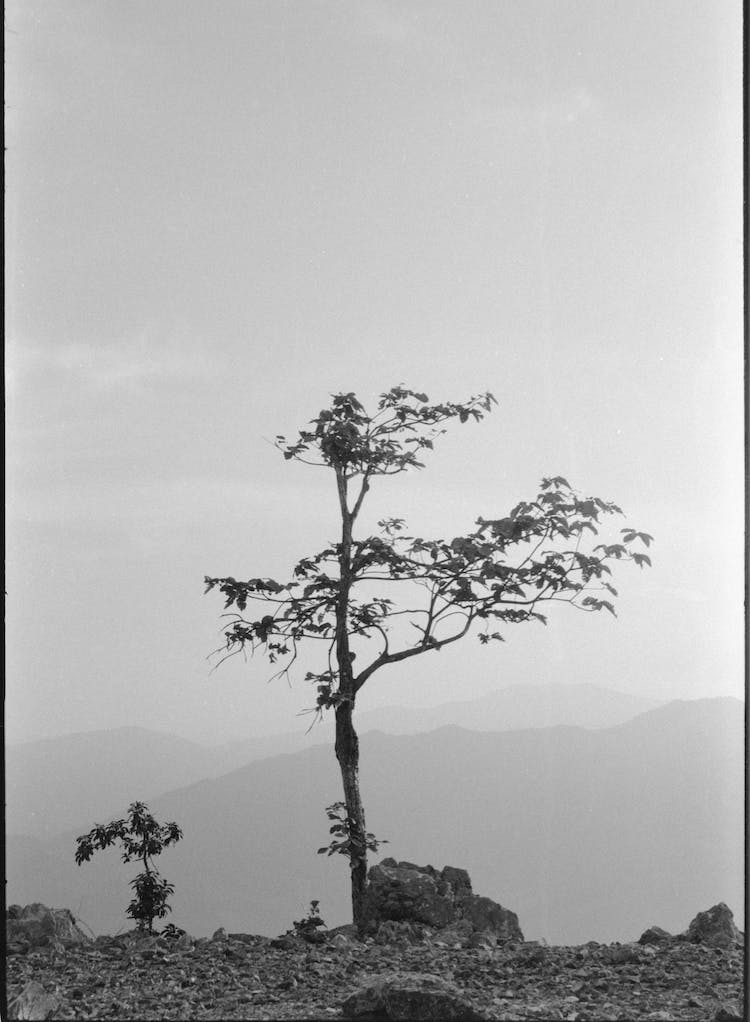 arbol en las montanas