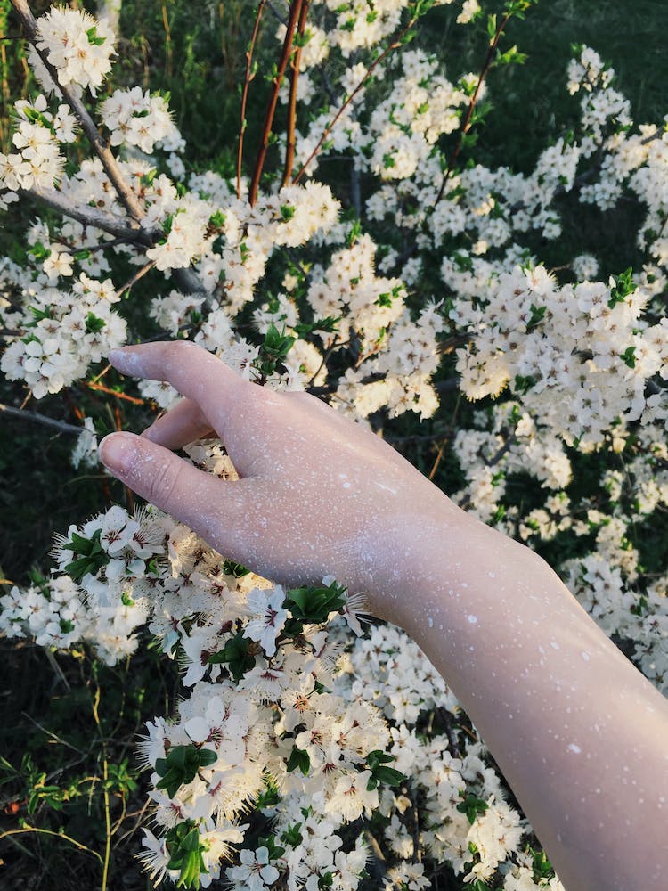 mano flores jardin polen