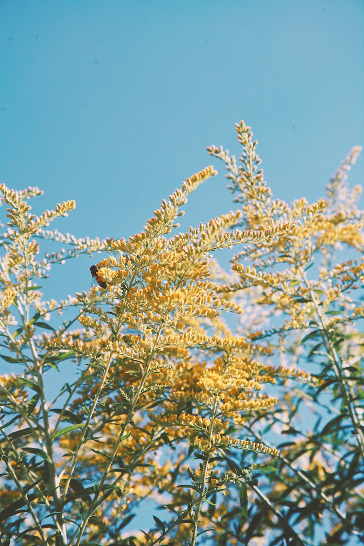 flores abeja floracion flor