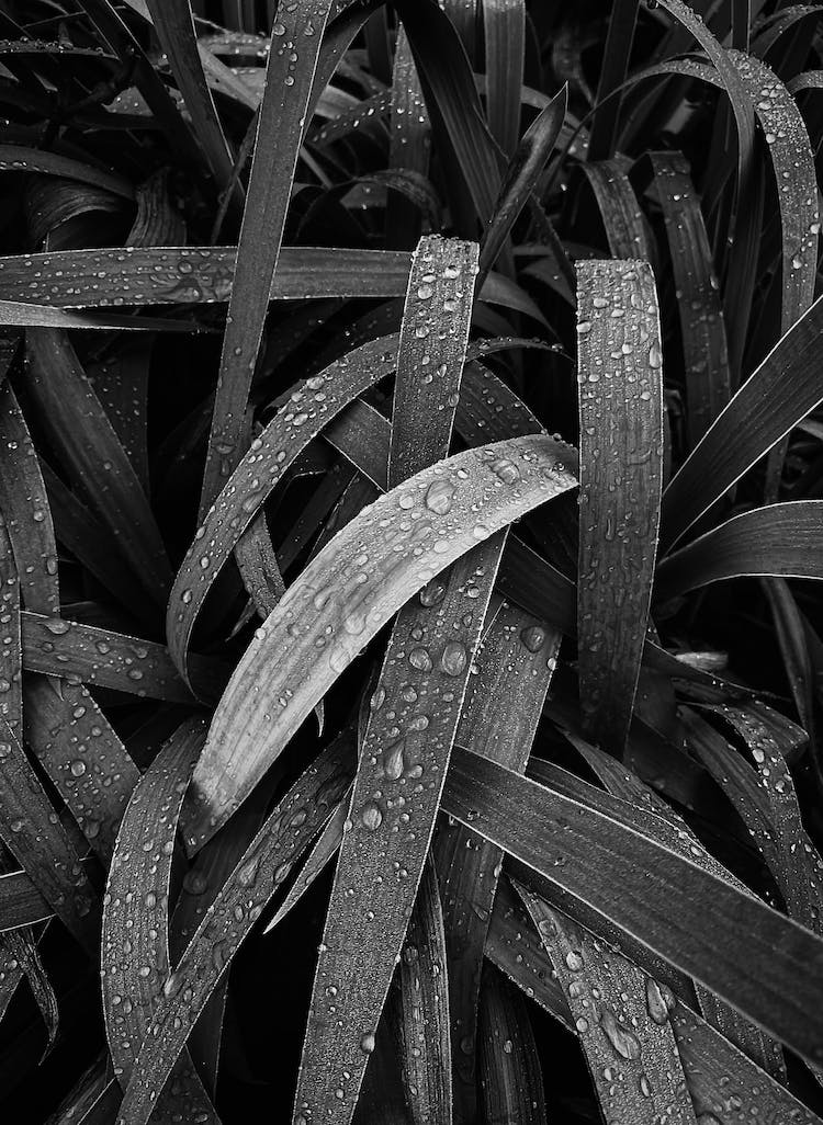 blanco y negro hojas gotas de lluvia mojado