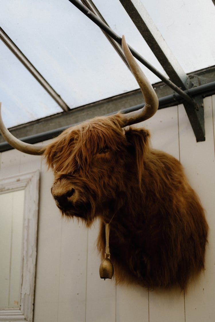 cuernos ganado de las highlands taxidermia decoracion de pared