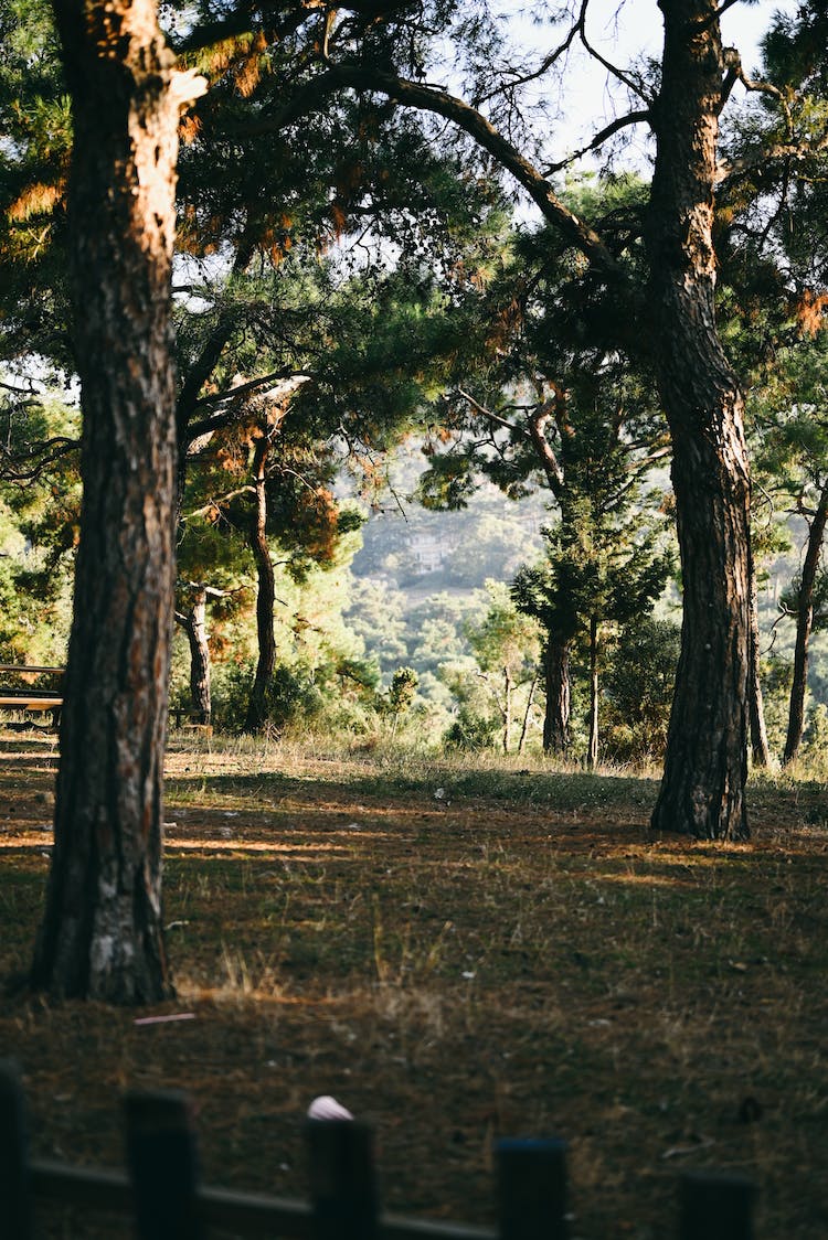 naturaleza bosque hierba escenico