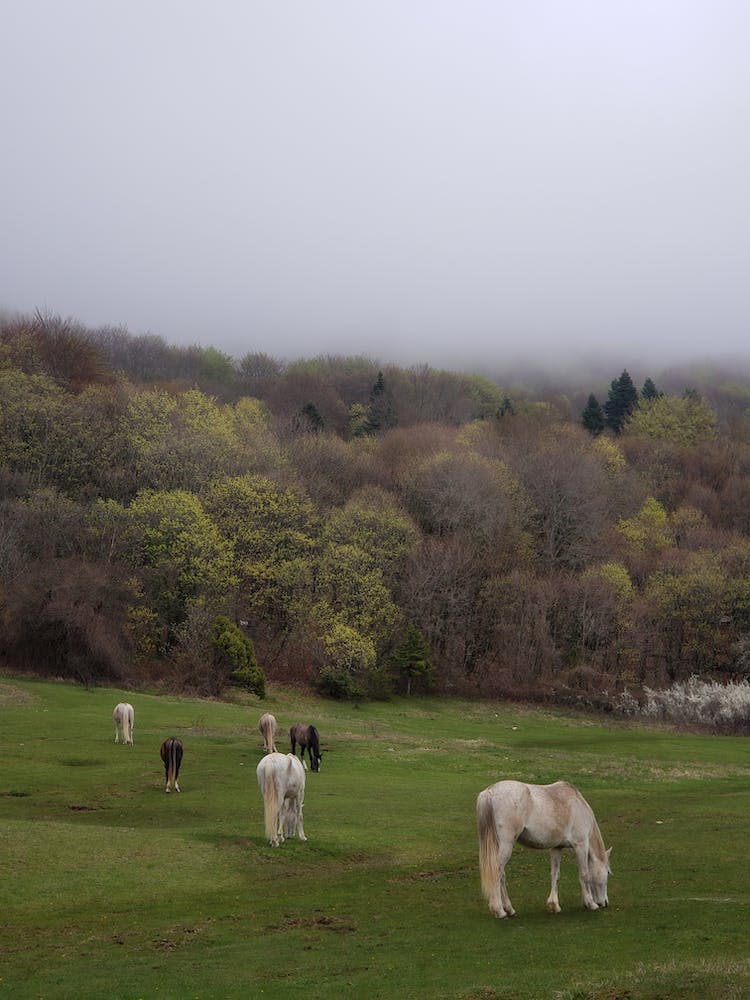 campo arboles niebla neblinoso