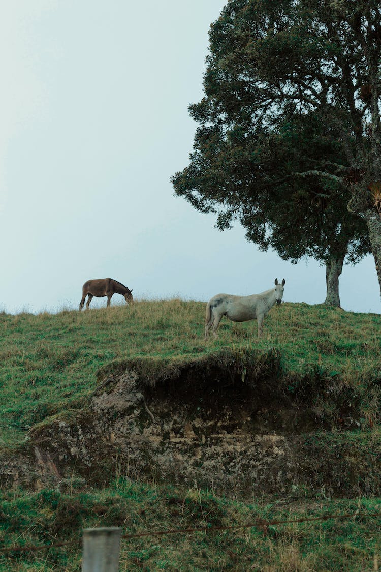 campo arboles caballos dos