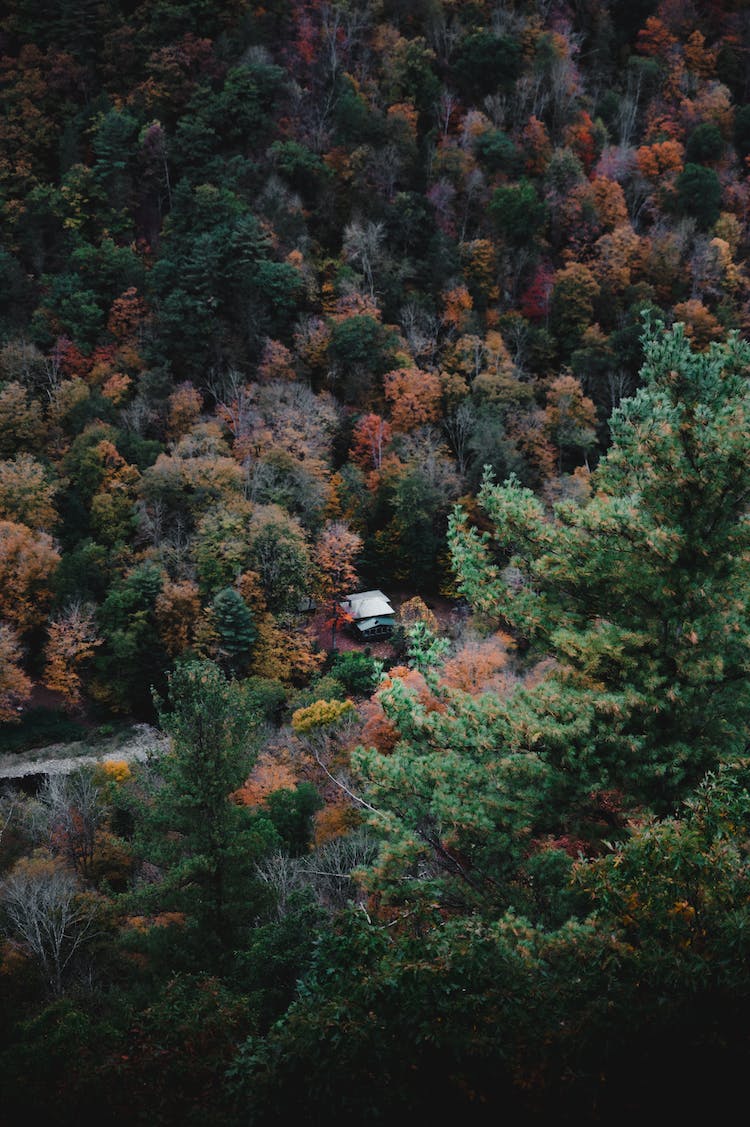 bosque campo casa caer