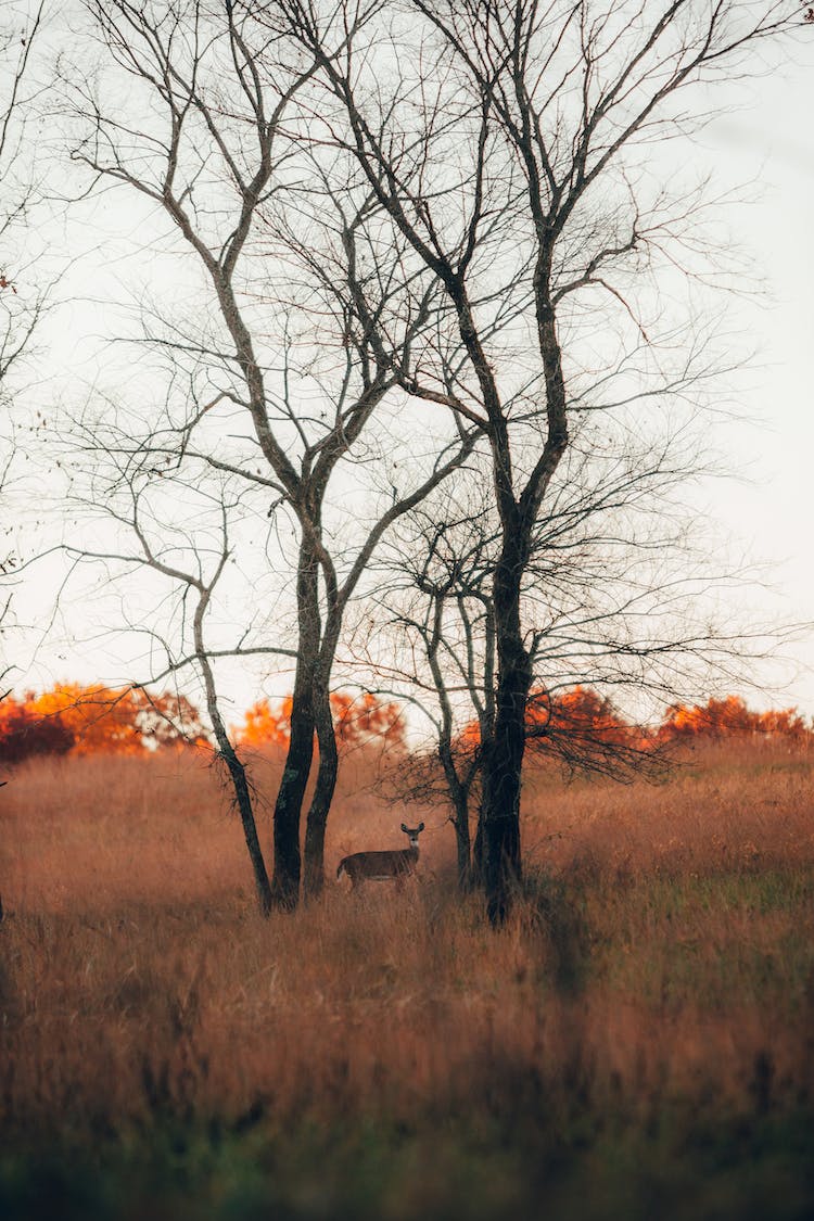 naturaleza campo arboles animal