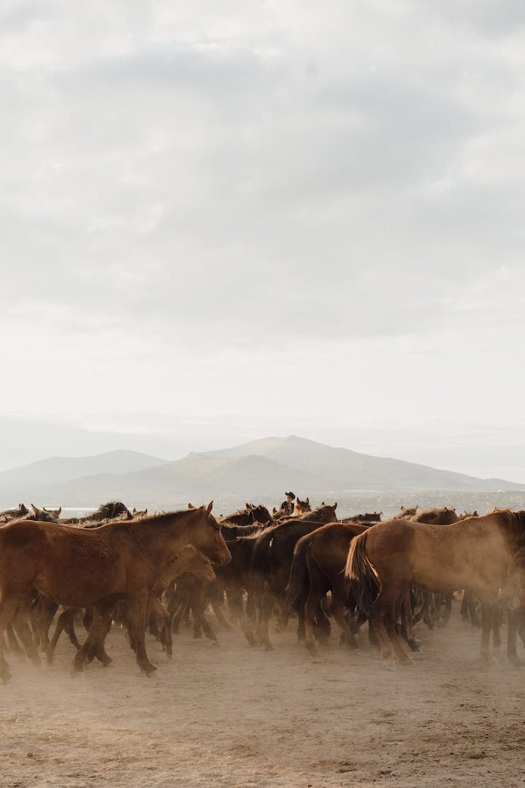 campo polvo animales caballos