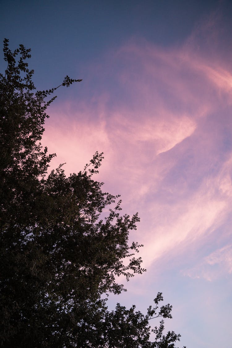 foto de angulo bajo ramas de arbol cielo nublado fondo de pantalla del iphone