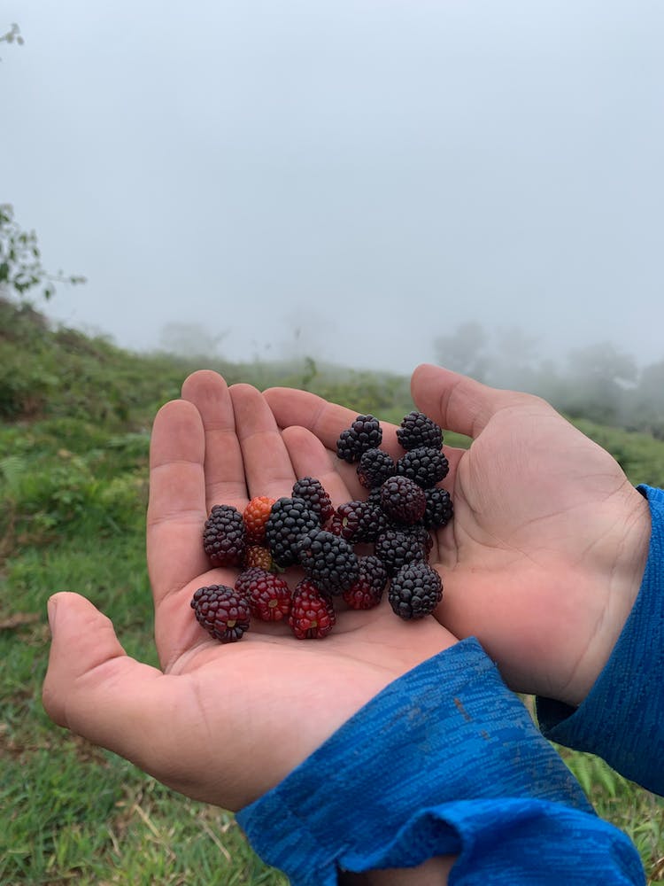 comida naturaleza manos niebla