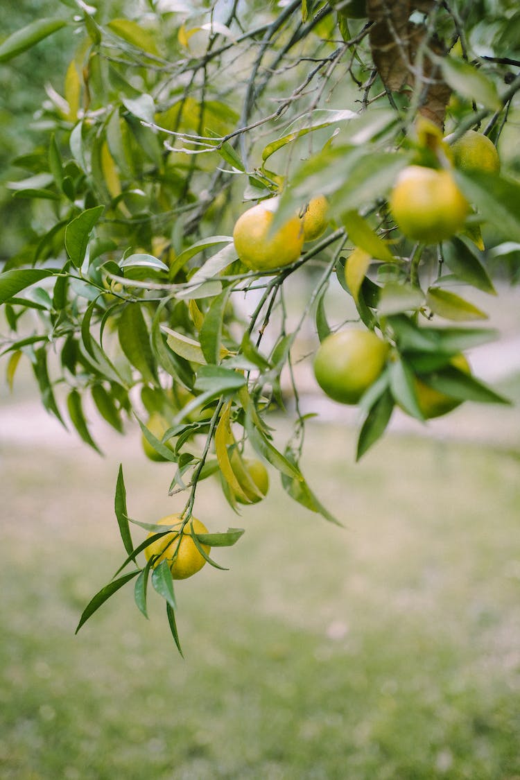 hojas arbol fruta limones