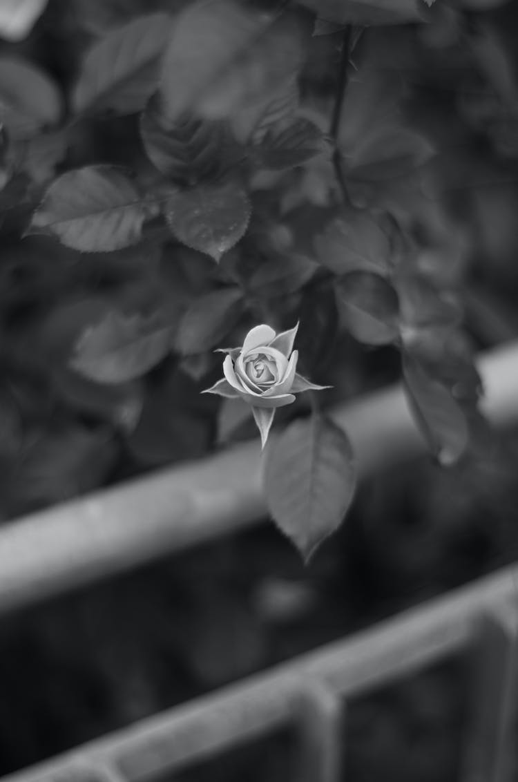 blanco y negro petalos flor rosa