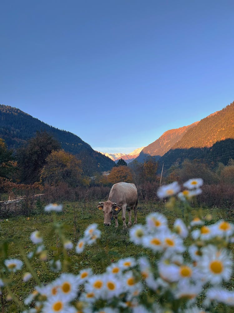 montanas flores animal prado