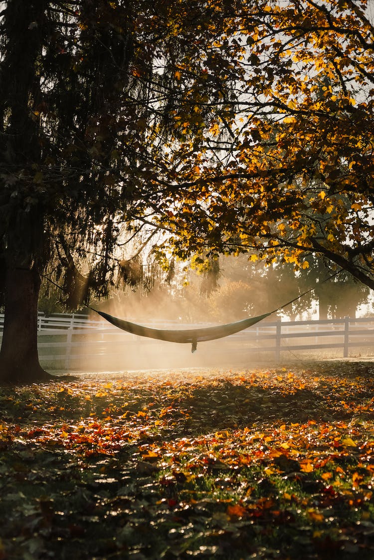 hamaca colgando de los arboles