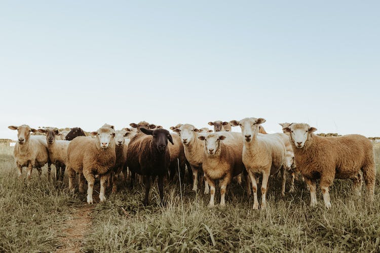 hierba animales oveja rebano