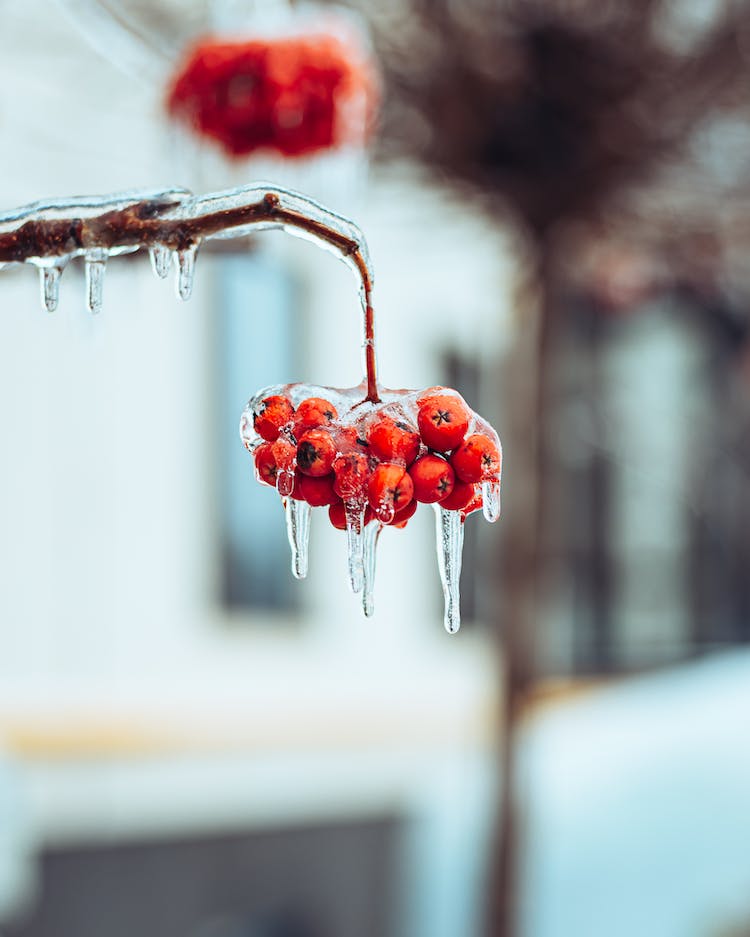 resfriado congelado hielo fruta