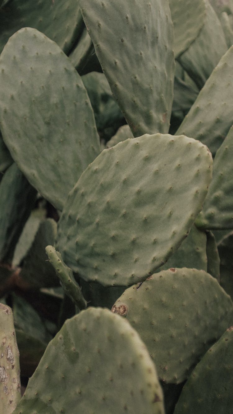 naturaleza planta hojas verde