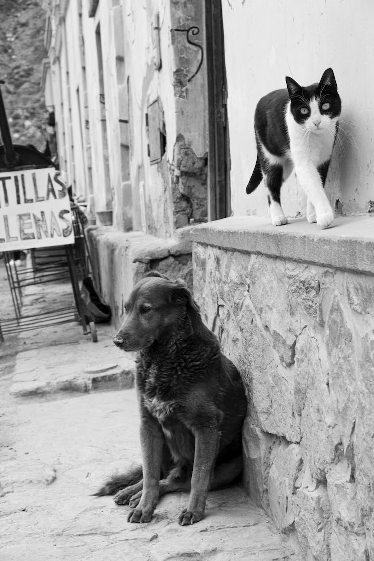 blanco y negro perro gato canino