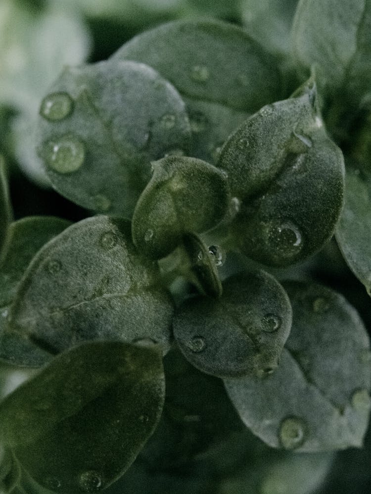 naturaleza planta gotas de lluvia verde