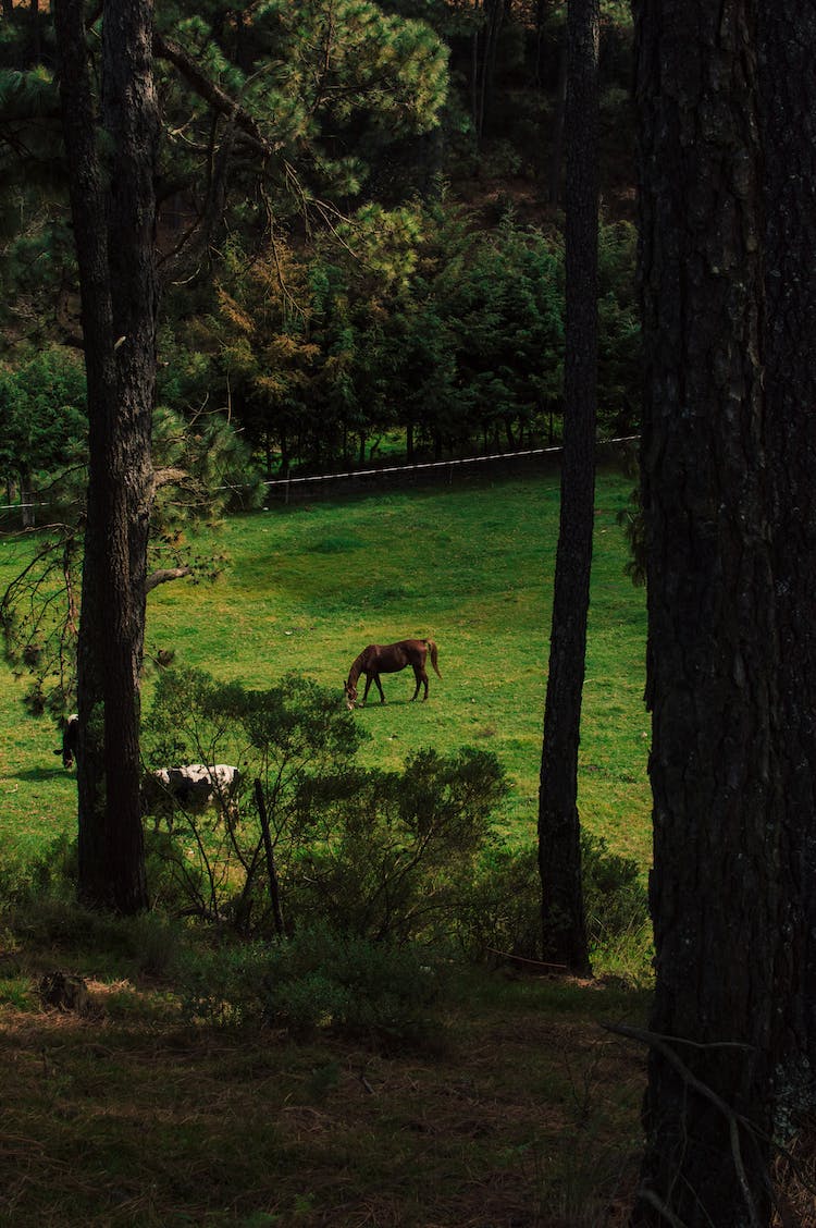 caballos