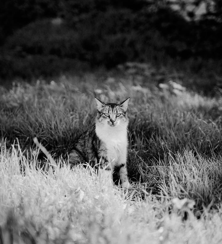 blanco y negro animal gato monocromatico