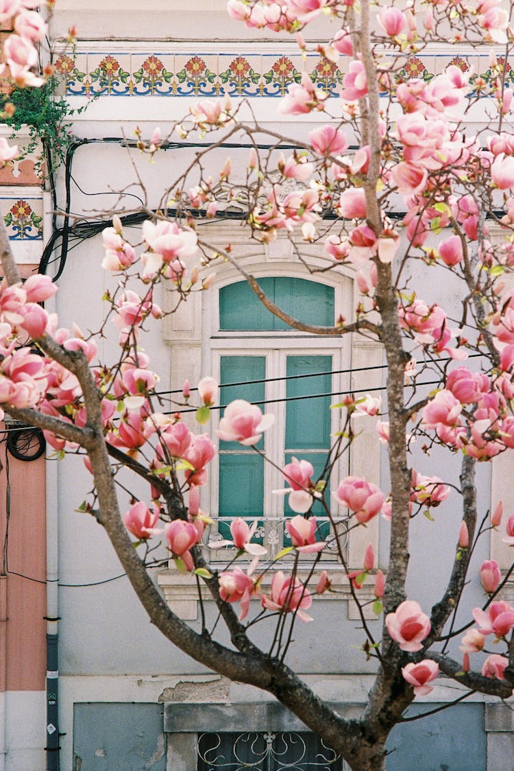 flores ramas primavera arbol