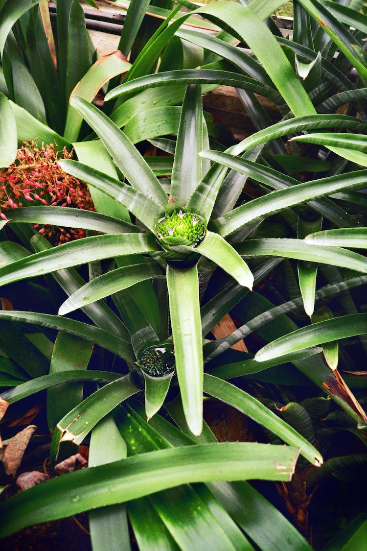 jardin hoja hojas arbol