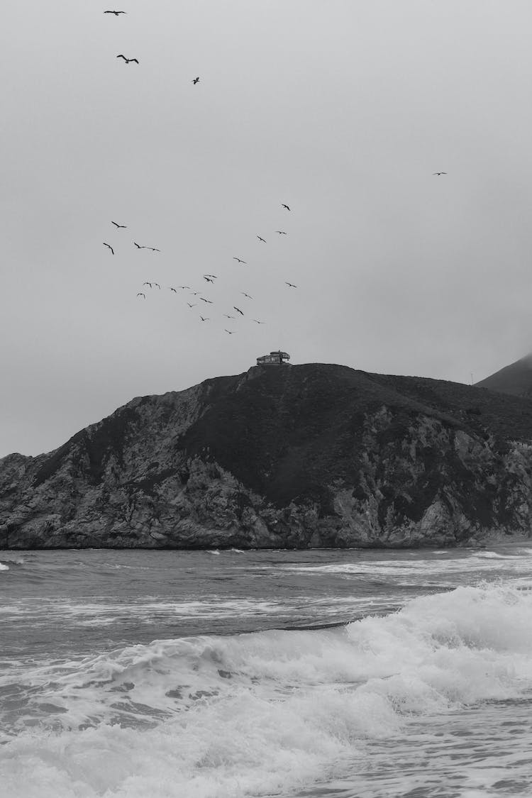 nieve mar paisaje pajaro