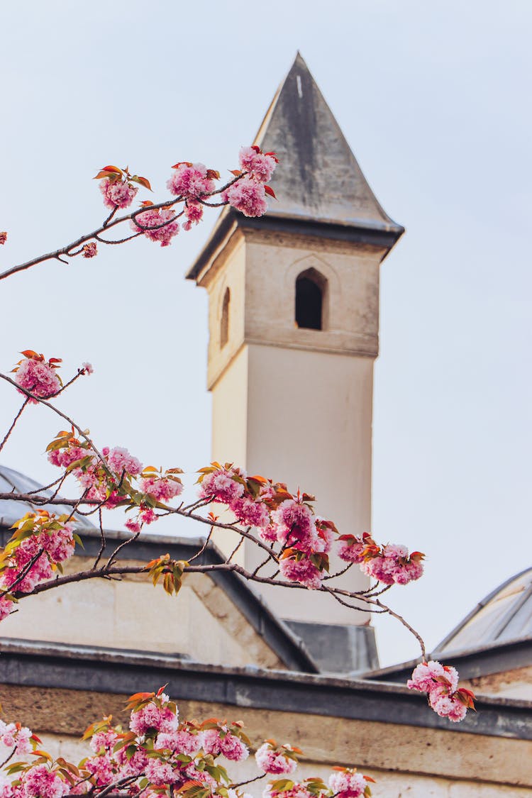 edificio petalos arbol torre