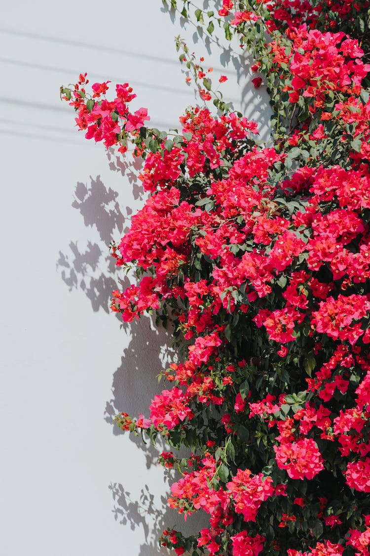 sombra floreciente flores rosadas planta verde