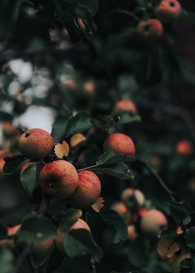 naturaleza frutas hojas manzanas