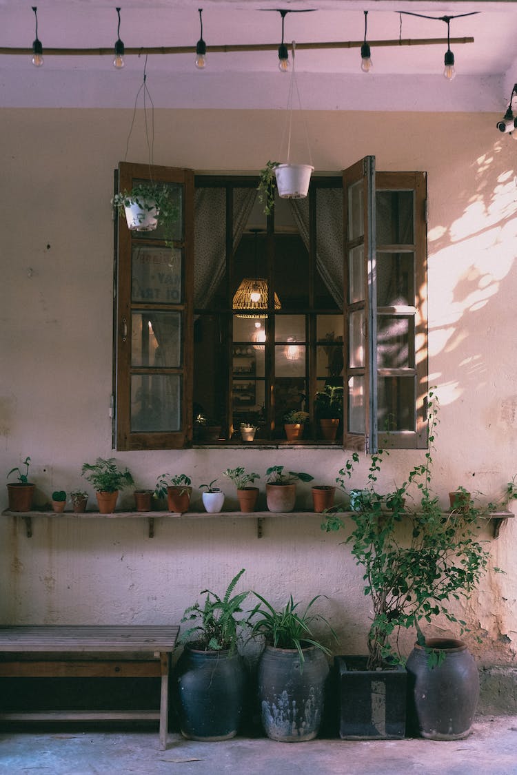 jardin casa plantas ventana