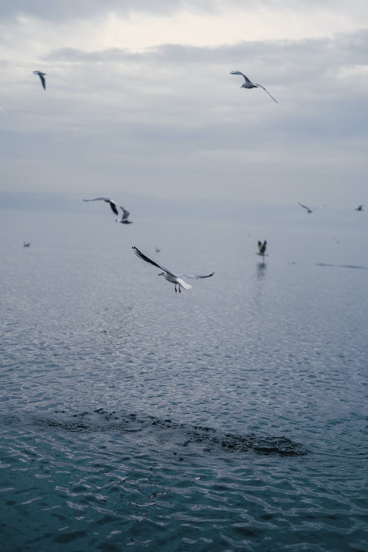 mar vuelo paisaje pajaro