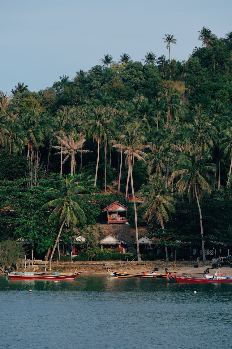 barcos bosque orilla paisaje