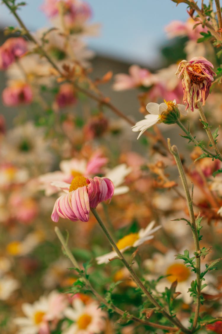 naturaleza verano sol jardin