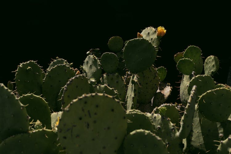 verano desierto jardin hoja