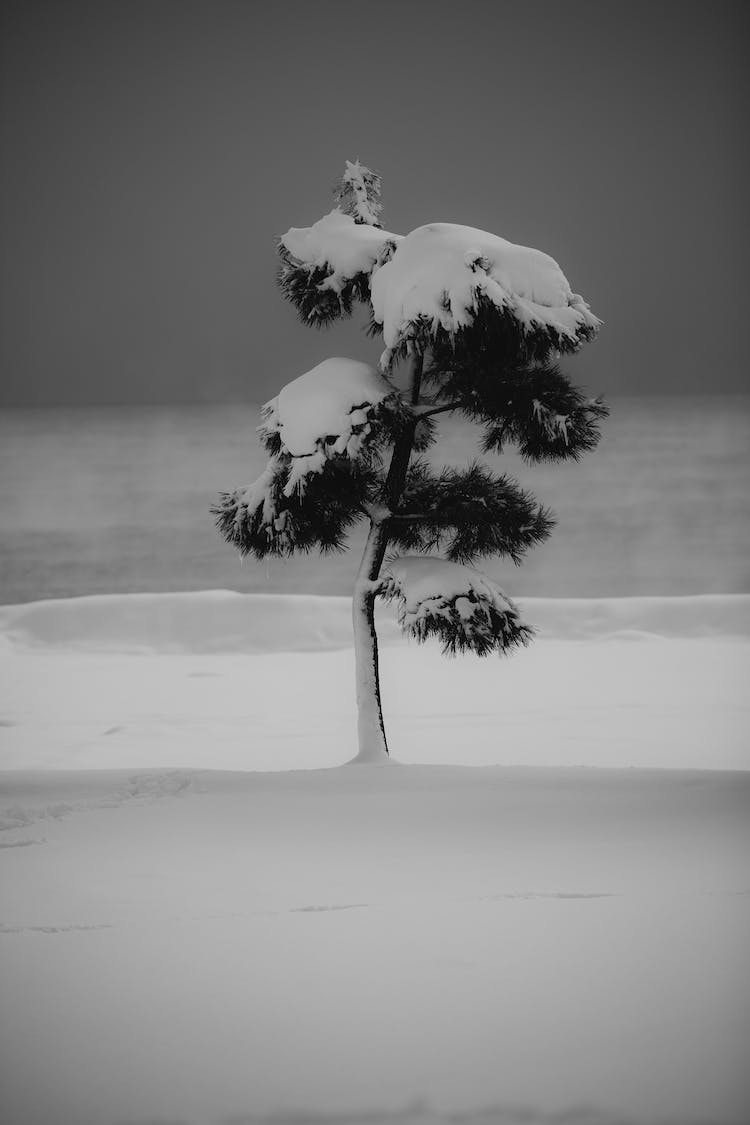 resfriado nieve blanco y negro invierno