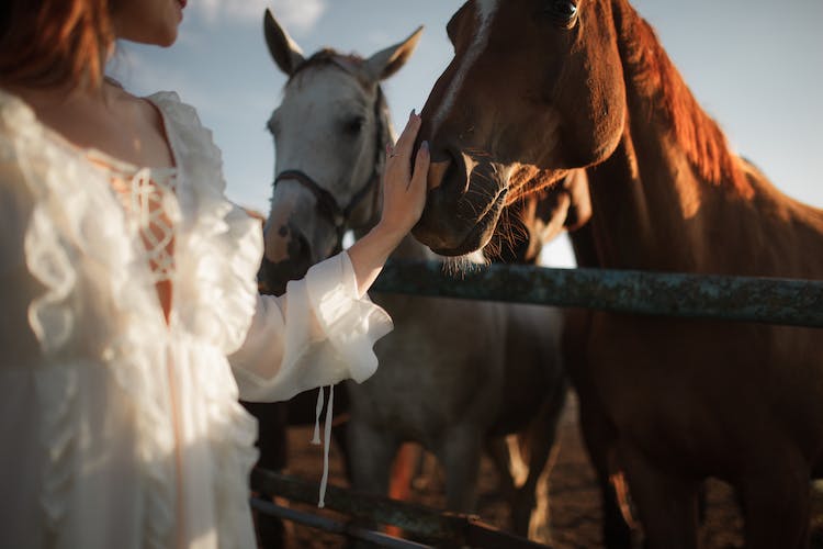 tocando un caballo con amor