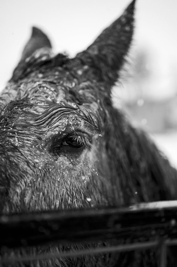 nieve blanco y negro gente arte