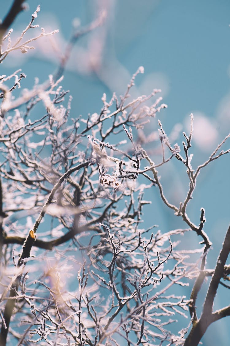 nieve invierno congelado escarcha