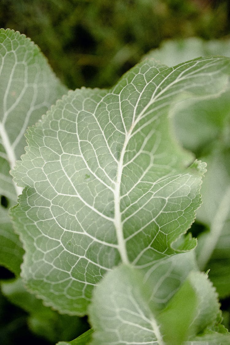 comida verano jardin col