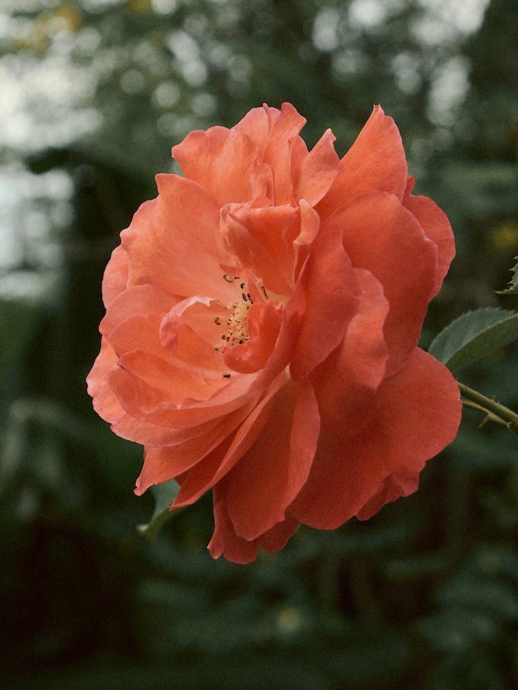 jardin flor rosa flora