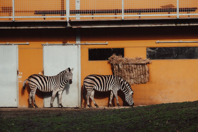 naturaleza granja animales cebras