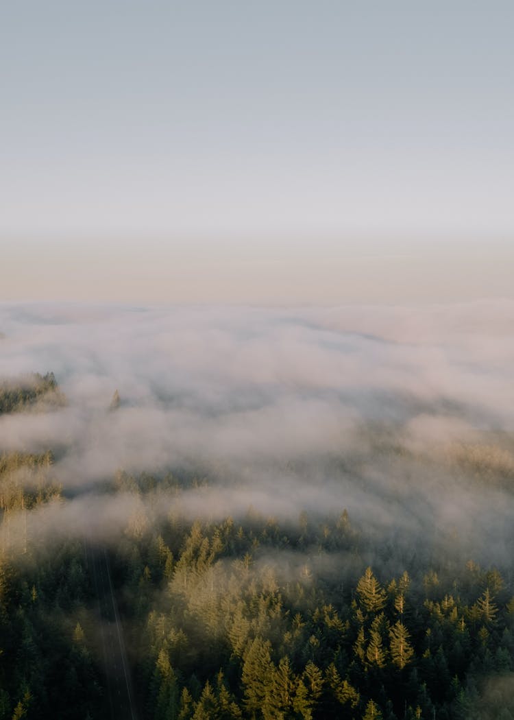 naturaleza nubes bosque arboles