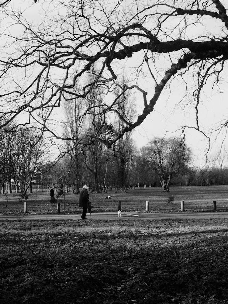 madera banco blanco y negro paisaje