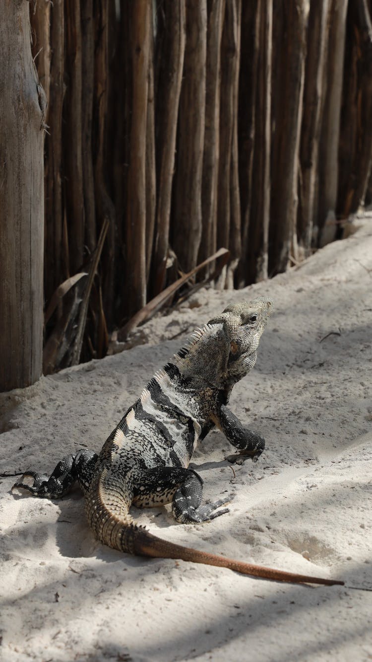 naturaleza animal lagartija reptil